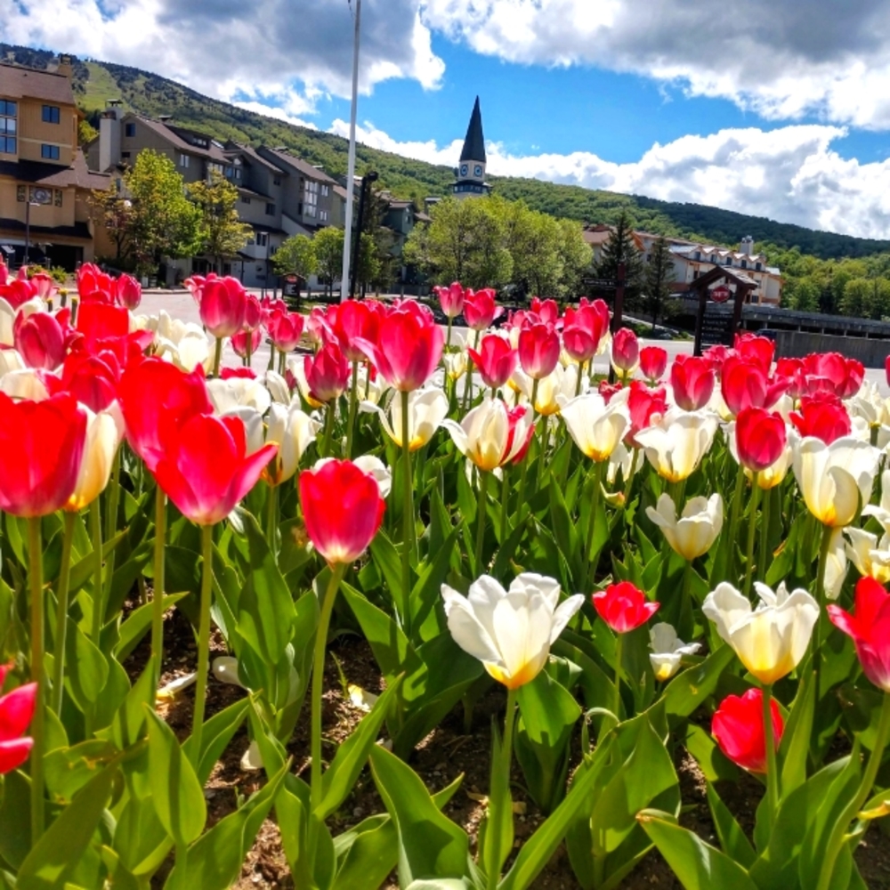 Meet your Posher, Julie